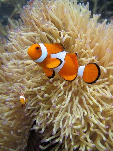 Full-Day Guided Snorkeling Tour from Kota Kinabalu - The Itinerary: What to Expect on This Full-Day Adventure