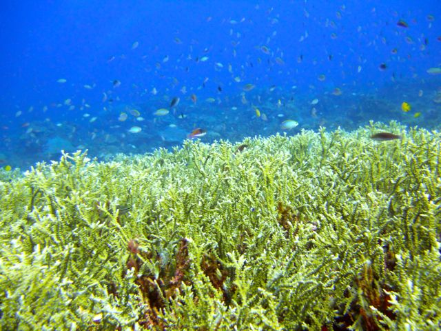 Full-Day Guided Snorkeling Tour from Kota Kinabalu - Final Thoughts