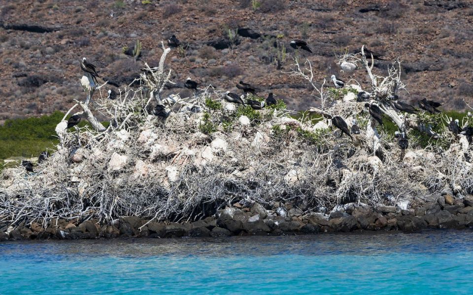 Full-day Guided Tour of Espíritu Santo Island & Sea Lions - Cancellation Policy