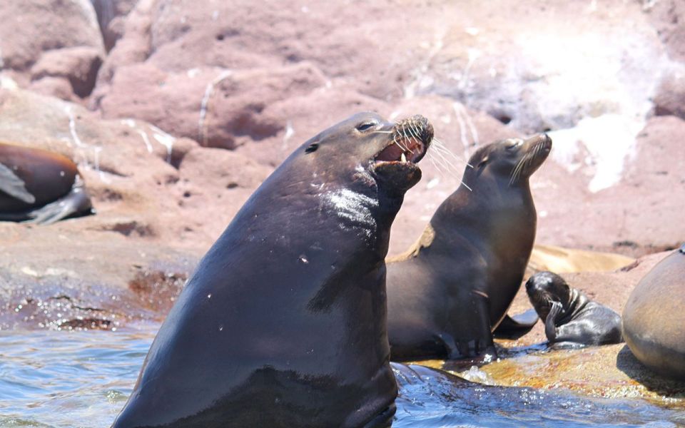 Full-day Guided Tour of Espíritu Santo Island & Sea Lions - Recommended Prerequisites