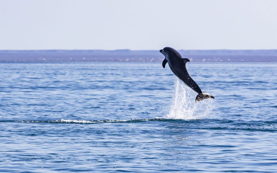 Full-day Guided Tour of Espíritu Santo Island & Sea Lions - Frequently Asked Questions
