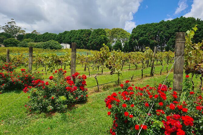 Full-Day Guided Wine Tour in Mt Tamborine From Gold Coast - The Itinerary Breakdown: What to Expect