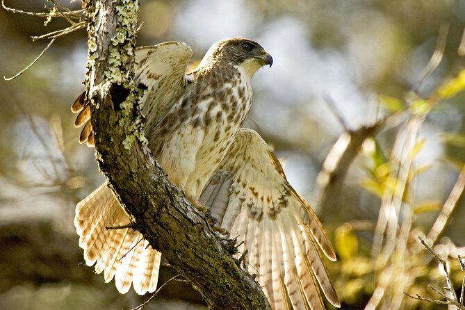 Full-Day Hakalau Forest Reserve Bird Watching Adventure - Physical Requirements