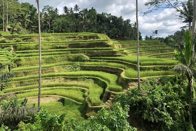 Ubad Raska Full-Day Highlights and Best of Ubud Village | Travel Buddies