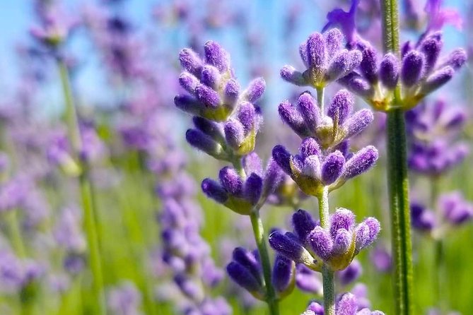 Full-Day Highlights of Prince Edward County Private Tour - Scenic Highlights