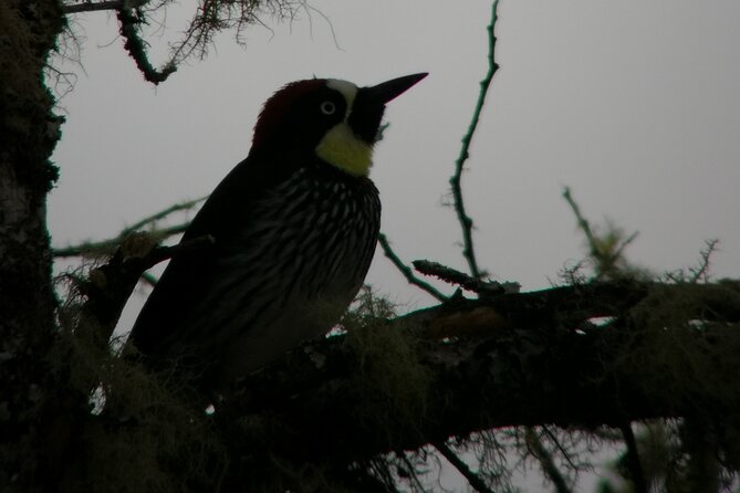 Full Day Hiking and Bird Watching at Savegre River San Gerardo Near to San Jose - Booking and Cancellation