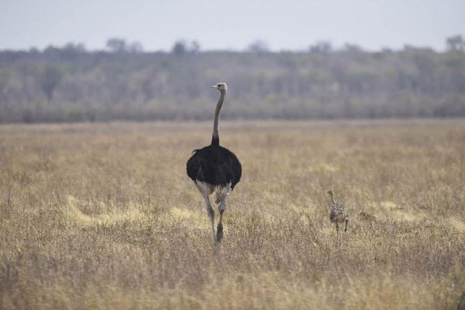 Full-Day Hwange National Park Tour From Victoria Falls - Booking Information