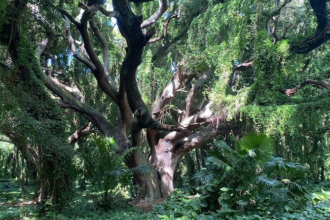 Full Day Island of Maui Private Tour - The Cost and the Value