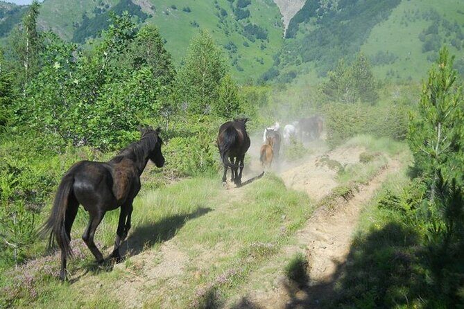 Full Day Jeep Safari Pelister Tour from Ohrid and or Bitola - Key Points