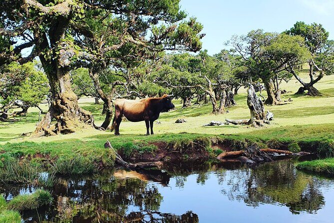 Full Day Jeep Safari Tour to Porto Moniz and Cabo Girão - FAQ