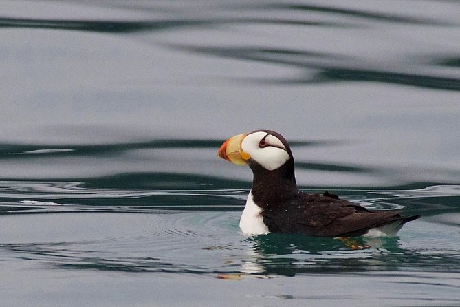 Full-Day Kenai Fjords National Park Cruise - Cancellation Policy