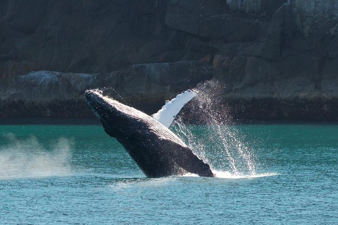 Full-Day Kenai Fjords National Park Cruise - Reviews and Feedback