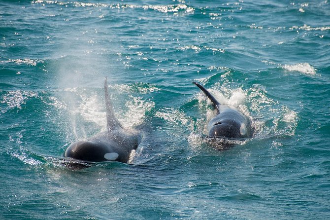 Full-Day Kenai Fjords National Park Cruise - Wildlife Sightings