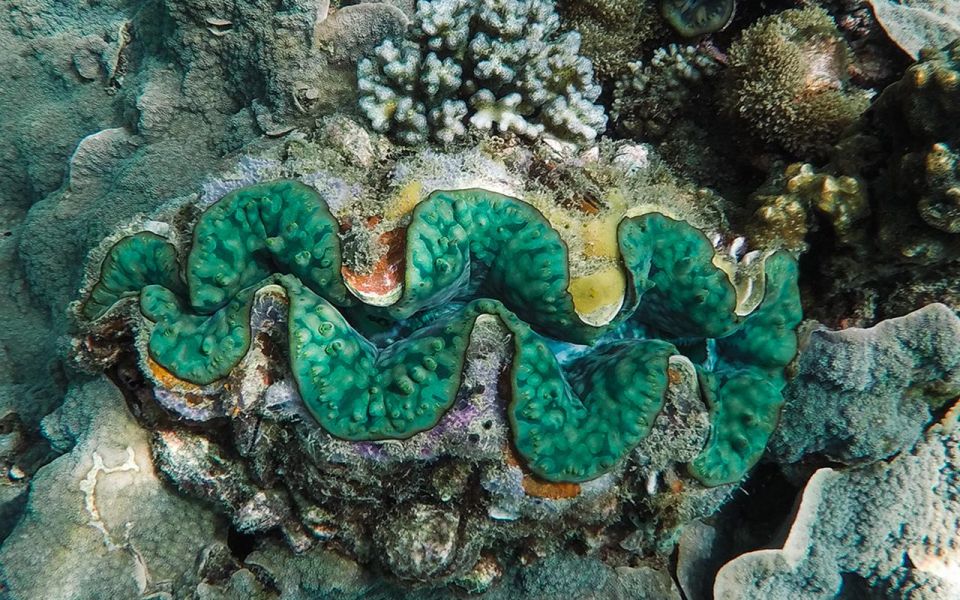 Full-Day Koh Lipe 5 Points Snorkeling Experience With Lunch - Frequently Asked Questions