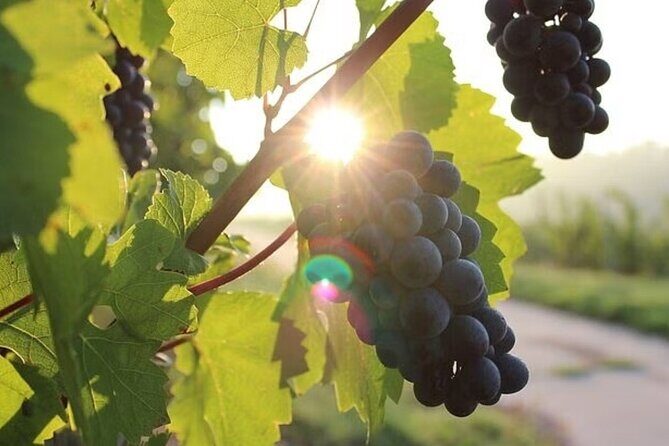 Full Day Korcula and Peljesac Wine Tasting Tour in Dubrovnik - Exploring the Itinerary