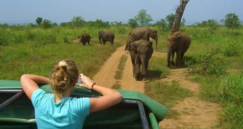 Full Day Leopard Safari at Yala and Traditional Curd Tasting - Authenticity and Review Highlights
