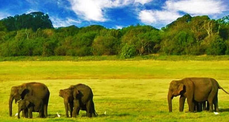 Full Day Leopard Safari at Yala and Traditional Curd Tasting - Frequently Asked Questions