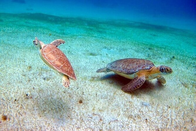 Full Day Luxury Catamaran Turtle Snorkel and Beach Getaway - Cancellation and Pricing