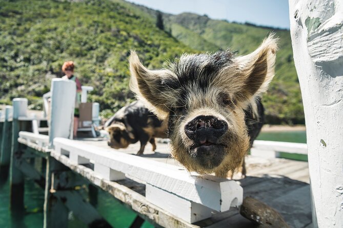 Full Day Marlborough Sounds Mail Boat Cruise - Wildlife Sightings