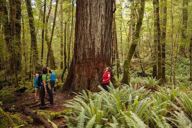 Full-Day Milford Sound Tour With Cruise and Walks From Te Anau - Inclusive Amenities