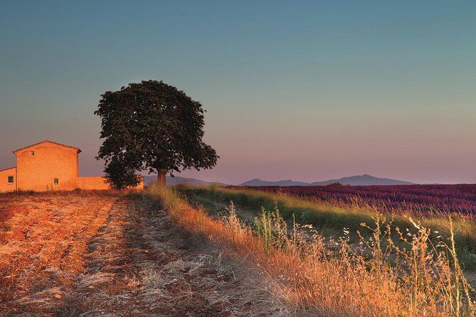 Full Day Ocean of Lavender in Valensole from Avignon - Starting Point and Transportation