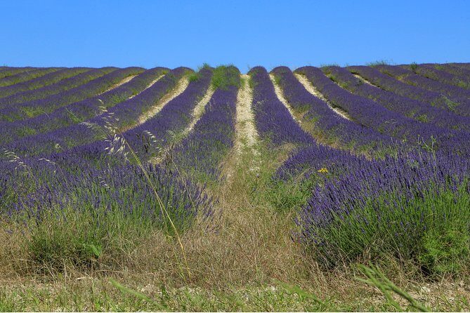 Full Day Ocean of Lavender in Valensole from Avignon - The Village of Moustiers-Sainte-Marie