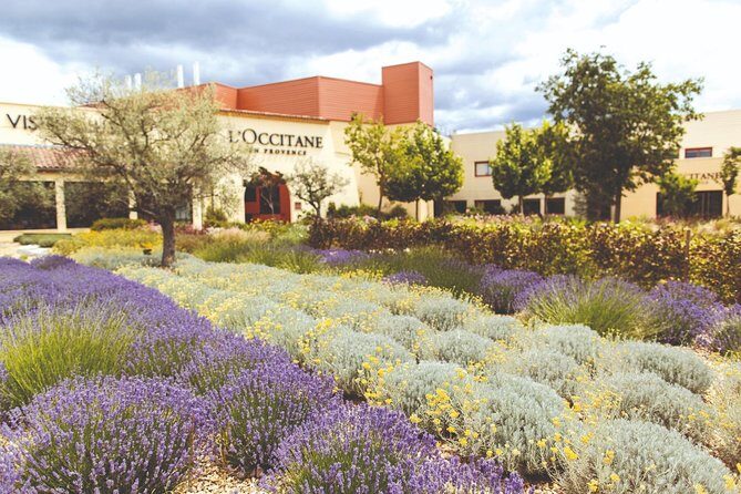 Full Day Ocean of Lavender in Valensole from Avignon - The l’Occitane Museum and Shop in Manosque