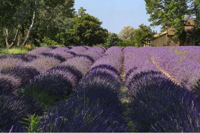 Full Day Ocean of Lavender in Valensole from Avignon - Returning to Avignon