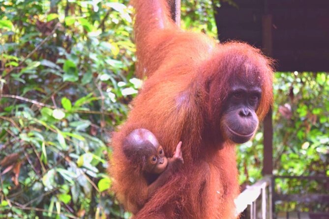 Full Day Orang Utan Sepilok, Proboscis Monkey, Sunbear, RDC - Labuk Bay Proboscis Monkey Sanctuary