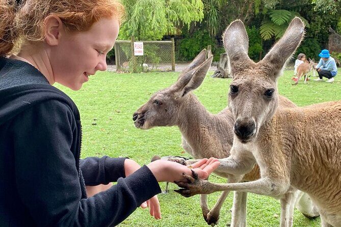 Full-Day Perth, Fremantle, Swan Valley & Wildlife Park - Authentic Experiences and Traveler Feedback