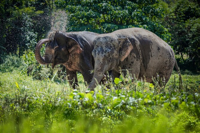 Full-Day Phuket Elephant Sanctuary Tour With Lunch and Dinner - Vegetarian Meals and Snacks