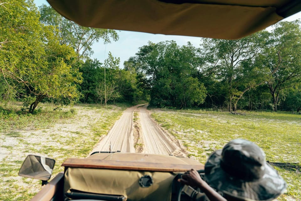 Full-Day Pilanesberg Safari from Sun City - Key Points