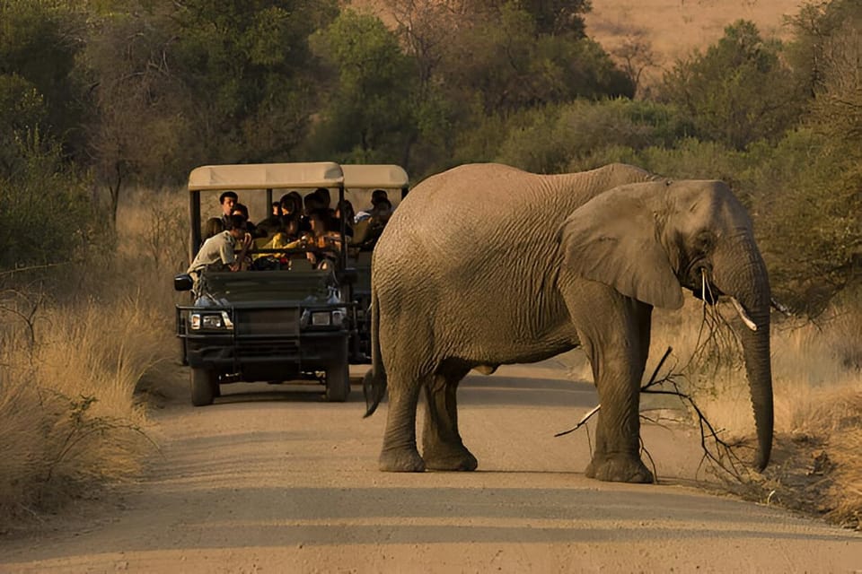 Full-Day Pilanesberg Safari from Sun City - The Value and Practicality