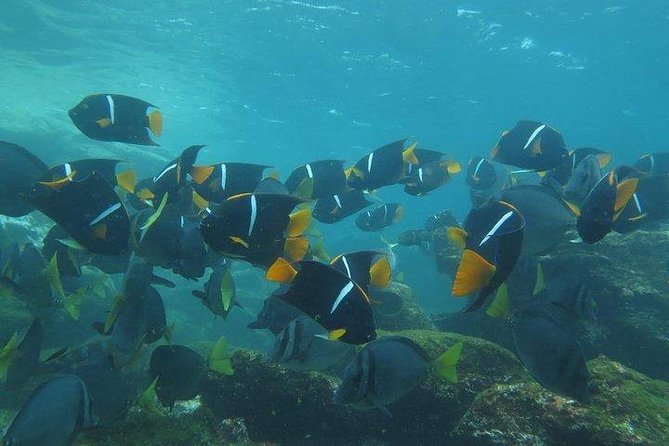 Full Day Pinzon Island, Finishing in La Fe With Snorkeling and Lunch Included - Lunch on the Boat