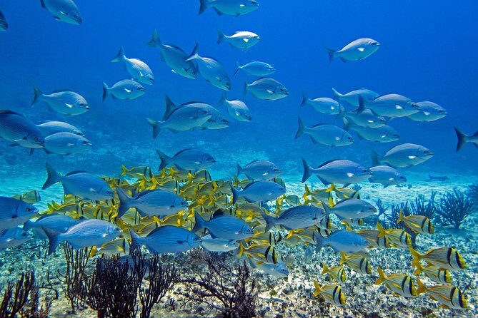 Full-Day Playa del Carmen Reef Diving Activity - An In-Depth Look at What You Can Expect