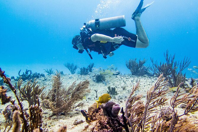 Full-Day Playa del Carmen Reef Diving Activity - Who Will Love This Tour?