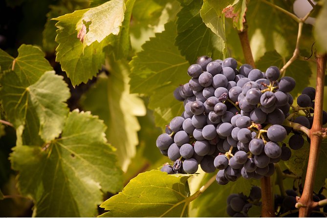 Full Day Pont Du Gard, Orange Theatre, Wine Tour From Avignon - Additional Tour Information