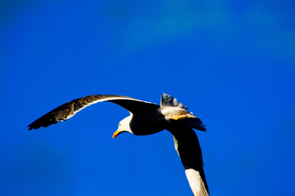 Full-Day Ponta De São Lourenço - Natural Reserve - Diverse Vegetation and Protected Seabirds