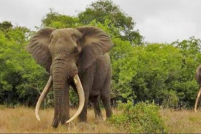 Full Day Private Addo Elephant Safari Min 2 Pax Max 6 Pax - Good To Know