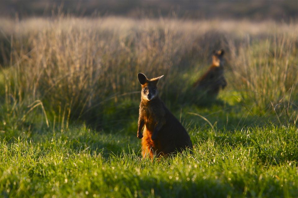 Full-Day Private Australian Wildlife Tour of Phillip Island - Experience Highlights