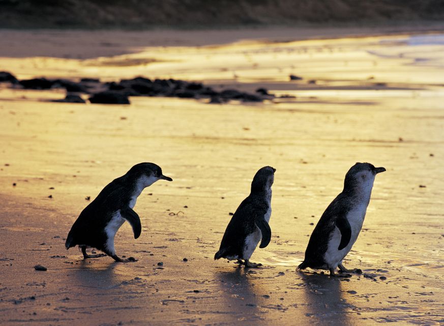 Full-Day Private Australian Wildlife Tour of Phillip Island - Full Description