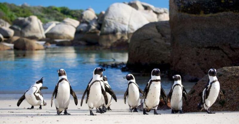 Full-Day Private: Best of the Cape - Good To Know