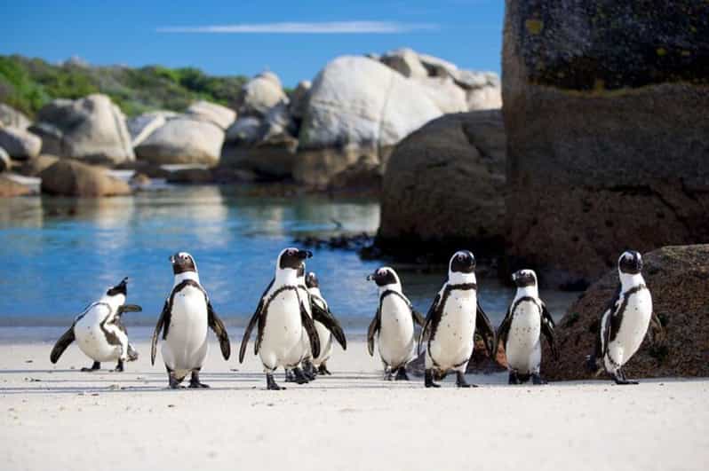 Full-Day Private: Best of the Cape - Itinerary Highlights