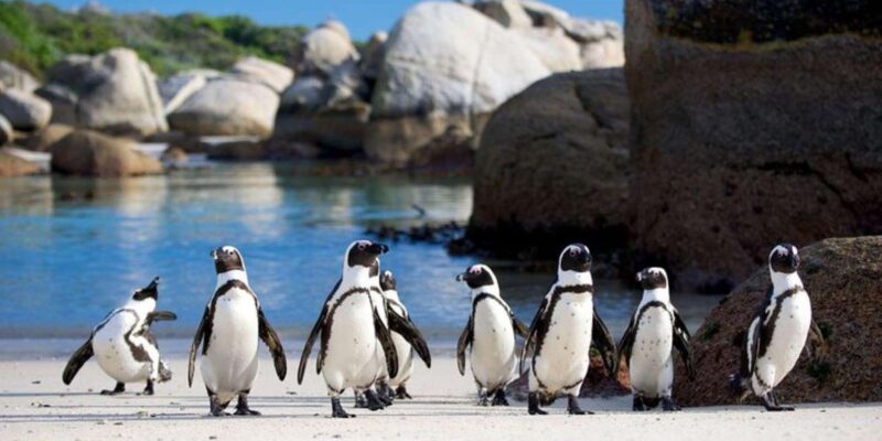 Full-Day Private: Best of the Cape - Experience and Transport