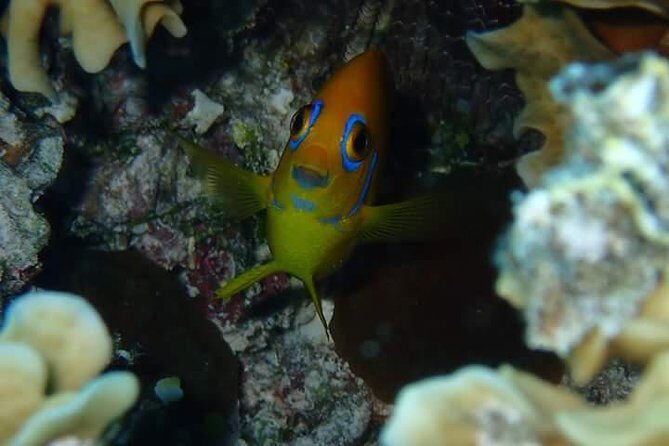 Full-Day Private Boat Tour of Bora Bora Lagoon with Snorkel - Considerations and Practical Tips