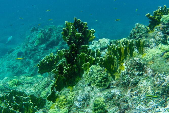 Full Day Private Boat Tour to the Lagoon of Guadeloupe - Exploring the Lagoon