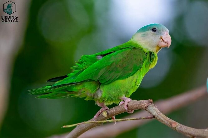 Full Day Private Churute Mangroves Reserve and Cocoa Farm Tour - Pickup and Start Time Details