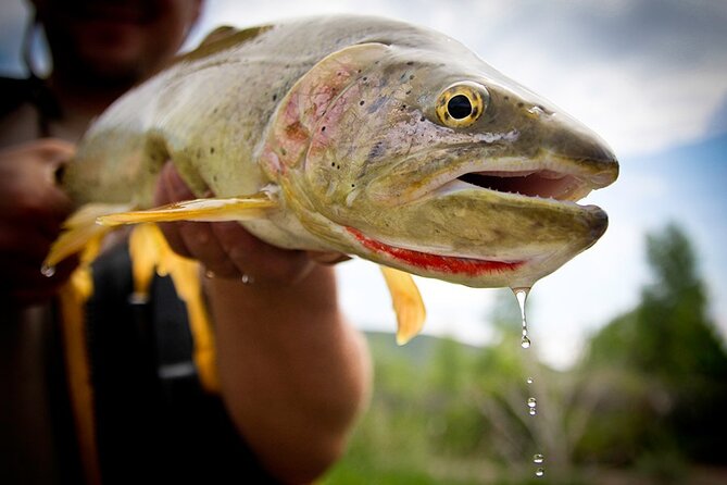 Full Day Private Fly Fishing in Yellowstone - Good To Know