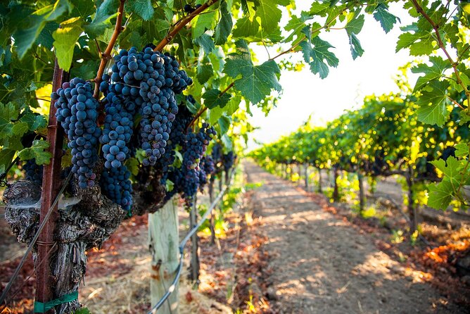 Full-Day Private Fraser Valley Wine Tour From Vancouver - Pickup Information
