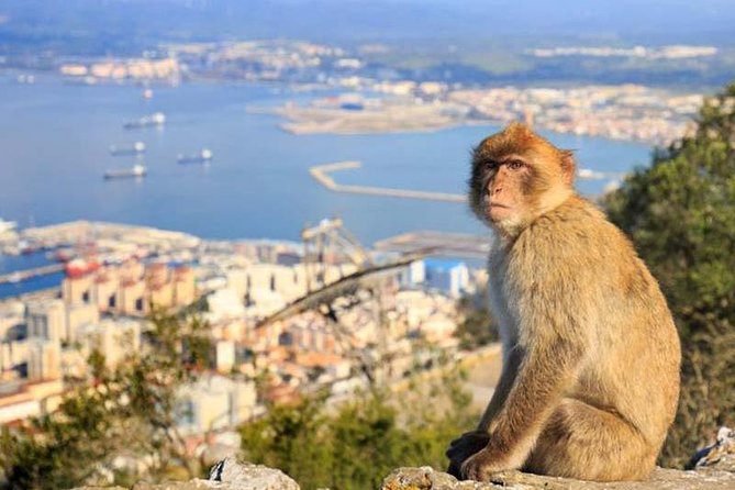 Full-Day Private Guided Historic Tour of Gibraltar From Cadiz - Booking Process